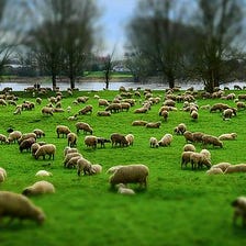 Finding New Shepherds