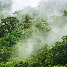 SEVEN WAYS HOW FOREST COOL THE PLANET