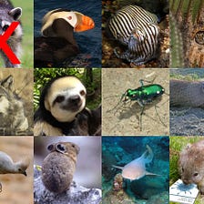 And Now, the Nominees for Official Wildlife Mascot of the COVID-19 Era
