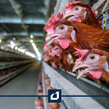 Los paneles Metecno® benefician la producción Avícola.