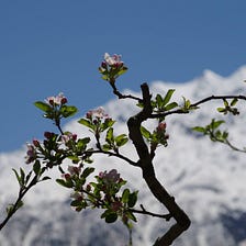 Apple Blossoms and Snow