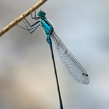 For Improved Wifi Security, It’s Hello To DragonFly (WPA3)