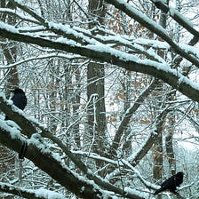 Snow Crows