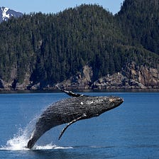 How Coyote™ Prevents Whales From Distorting Markets