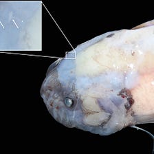 New Record: Deepest Living Fish Ever Recorded at Over 8 Kilometers Underwater — Watch the Video