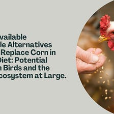 Readily Available Affordable Alternatives That Can Replace Corn in Chicken Diet: Potential Impact…