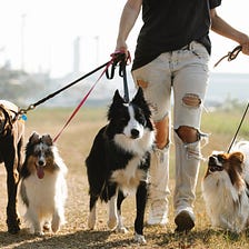 JANUARY IS THE WALK YOUR DOG MONTH