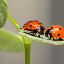 Encouraging Insect Life in Your Garden — A Guide to Creating a Thriving Ecosystem