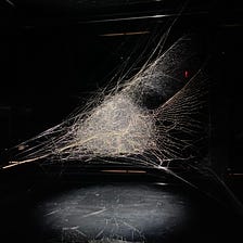 Spiders Are Amazing — The Exhibit That Changed My Phobia