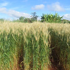 Experts join forces to tackle spreading wheat disease