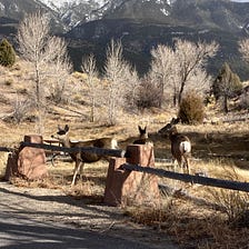 The Book of Job: God’s Hymn to Nature