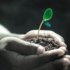 Why You Should Plant Trees With Crypto