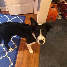 The Needs of a Border Collie