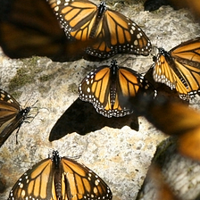 Harness the Butterflies: The science of reclaiming your productivity.