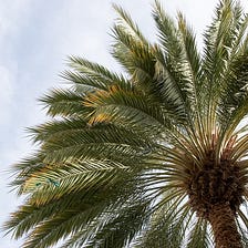 The sound of wind gently running through the palm trees