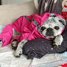 Pug winter fashion!