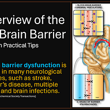 What Is the Blood-Brain Barrier? Why & How to Protect It Proactively