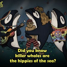 Did You Know Killer Whales Are The Hippies Of The Sea?