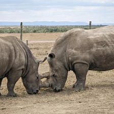 White Rhino Extinction Avoidable through Embryo Transfer