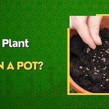 How to Plant Seeds in a Pot?