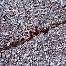 Befriending Bugs to Heal My Inner Child