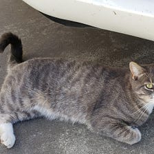 Unexpected Neighborhood Cat Drama in My Yard