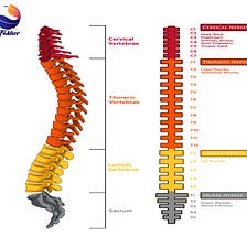 دیسک کمر چیست؟