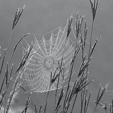 gossamer