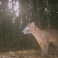 Makira Lessons: Why Do Fosa Eat Soap (Or, Euplerids Are Enigmas)