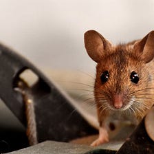 The Mouse-Go Rule for Academic Writing
