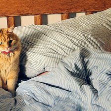 Who is asking for AI generated cat videos?