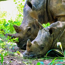 The Key to Save the Rhino? It’s Right Under Your Nose