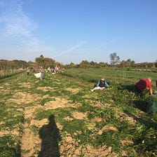 Harvest Day at the CSA