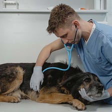 When Should I Take My Dog To The Vet?