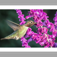 Celebrating Audubon Day as the Hummingbirds Return North