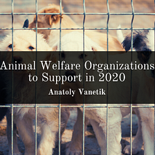 Animal Welfare Organizations to Support in 2020