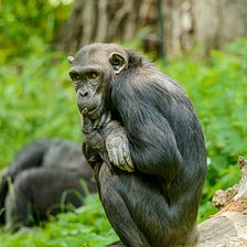 New Study on Chimp Menopause Shows Women May Have Another Purpose Besides Breeding