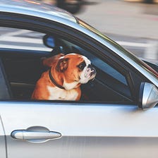 How to Safely Leave Your Pet In A Parked Car