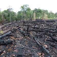 The Amazon Rainforest Is Burning and You Can Help: Stop Eating Beef
