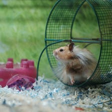 Is It Possible To Escape The Hamster Wheel?