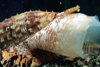 Deadly Sea Snail Venom Could Hold Key to Faster Insulin Therapies