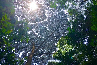 Discovering Kuala Lumpur: Frim and crown shyness