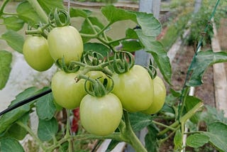 Dari Benci Jadi Cinta: Rahasia Tomat Kebun Sendiri yang Bikin Nagih!