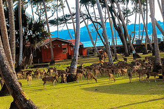 An Andaman Holiday, like NEVER before!