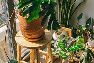 Plenty Ways to Get Rich With Houseplants