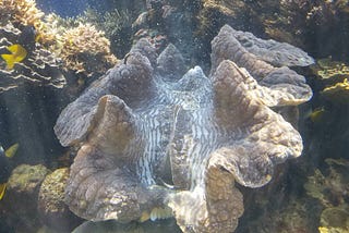 Travel: Waikiki Aquarium