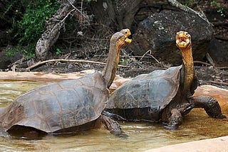 Here’s why laboratory science alone cannot solve the extinction crisis