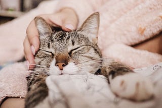 Why do Cats Purr When you Stroke Them? 6 Reasons Why