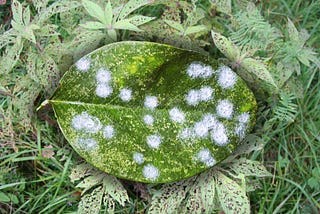 Tackling Top 30 Most Common Plant Diseases: (Identification, Prevention & Natural Control Methods)