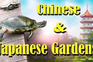 Feeding Turtles at Chinese and Japanese Gardens in Singapore — YouTube